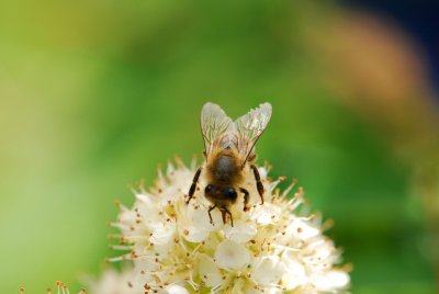 Sorbus aucuparia 'Pendula' - jeřáb obecný - květenství a včela2